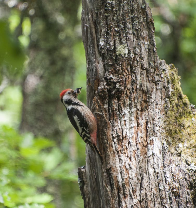 Desmontando mitos del uso de biomasa forestal para generar energía 1 Pico mediano, un pájaro carpintero que se beneficia de la aparición de madera muerta para anidar, lleva alimento a su cavidad de cría.